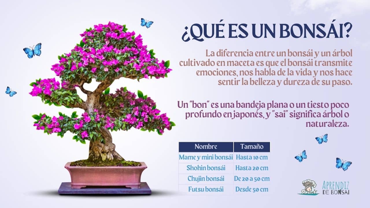 ¿Qué es un bonsái?
