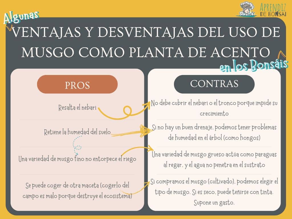 Bonsais - Pros y contras del uso de musgo